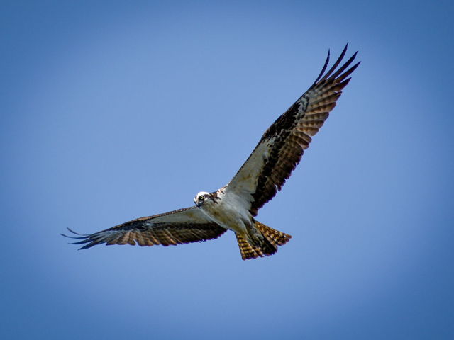 Soar