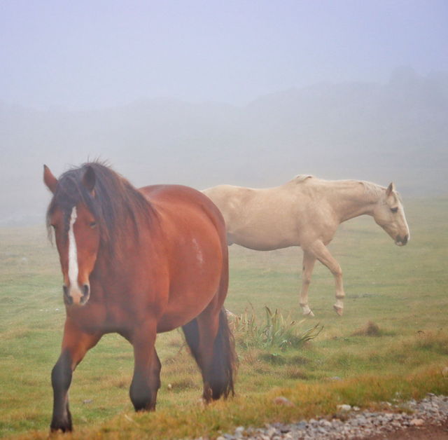 In the Fog