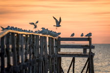 Seagulls at Sunrise