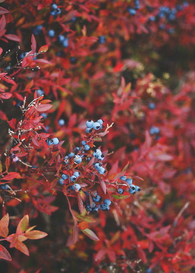 Autumn Blueberries
