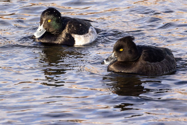2 Tufted Ducks
