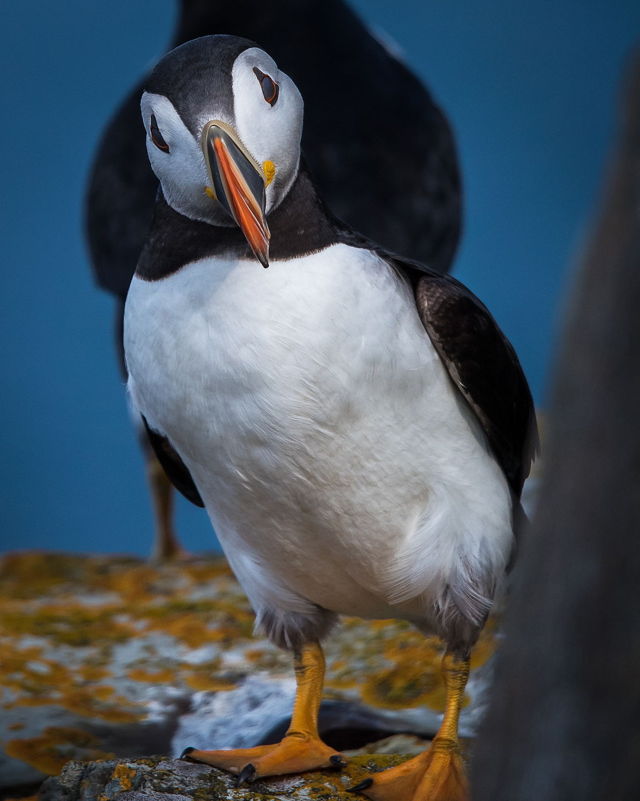 Puffin 3