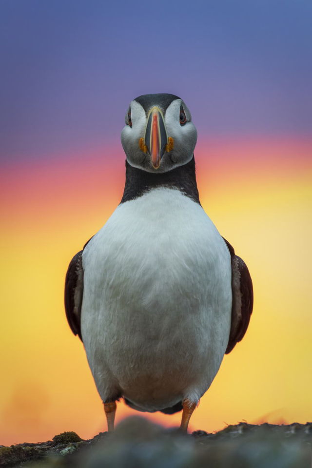 Puffin Love