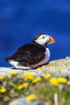 Sunbathing Puffin