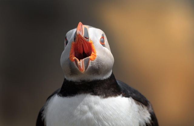The Puffin Call