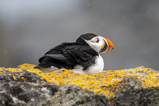 Puffin weather