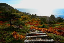 Morning Steps