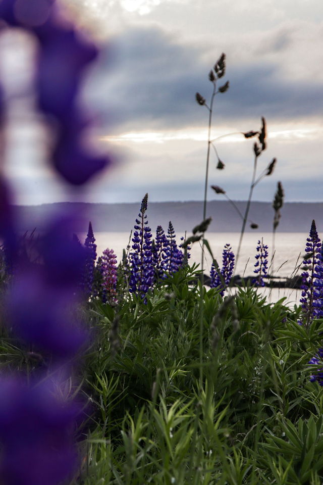 Whispers of the Lupines