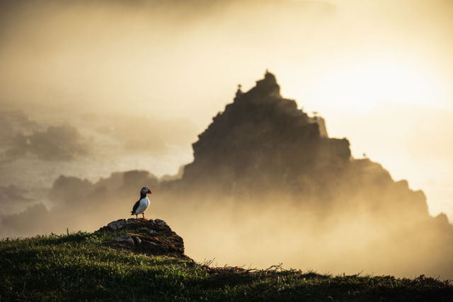 The Puffin Pyramid Of Elliston