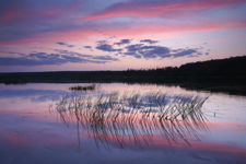 Reed grass and twilight sky reflected