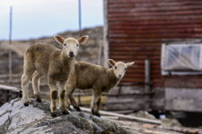 Sheep at Bunker Hill - Tilting, Fogo Island