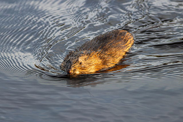 Swimming in the Sun