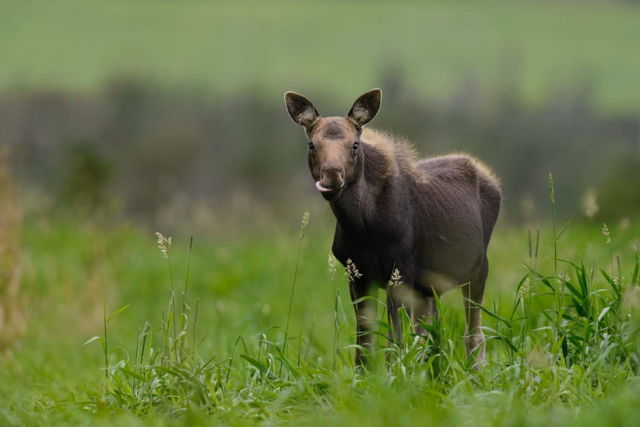 Young Moose in Goulds, NL