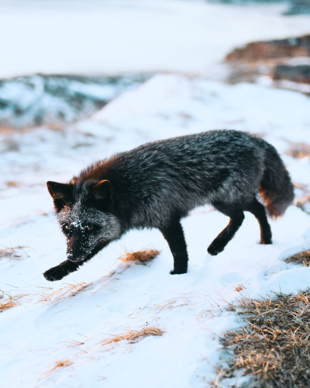 Silver Fox