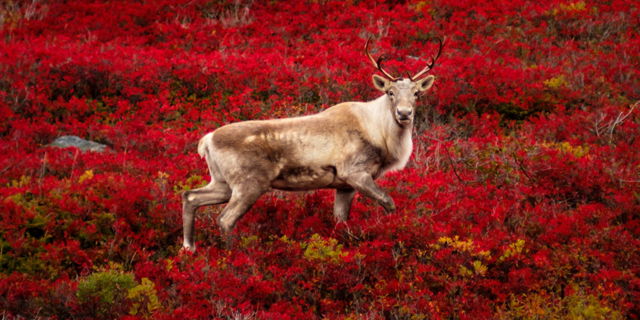 Keeper of the Barrens