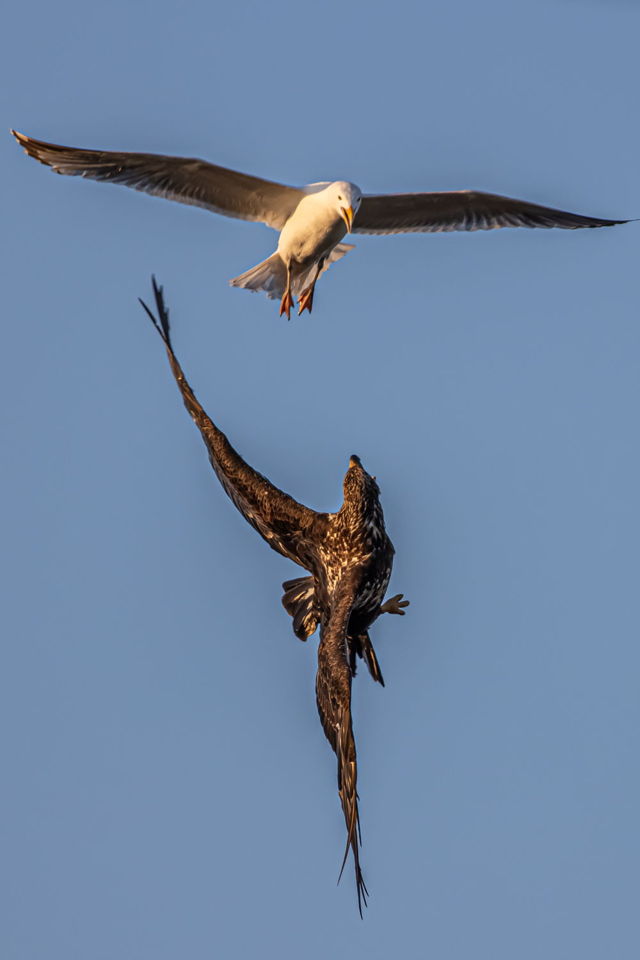 Mid Air Fight