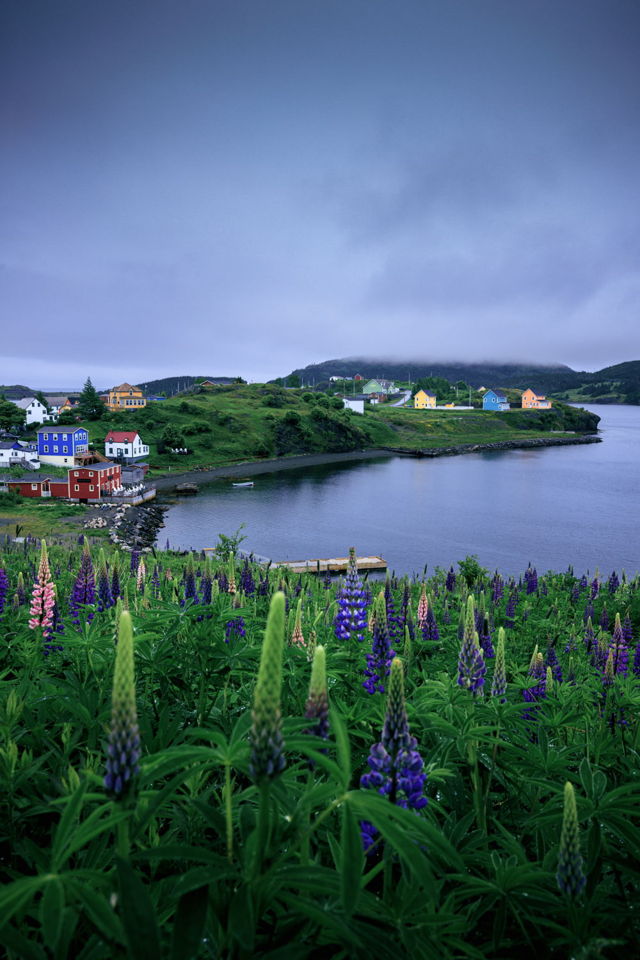 Where The Fog Meets The Flowers