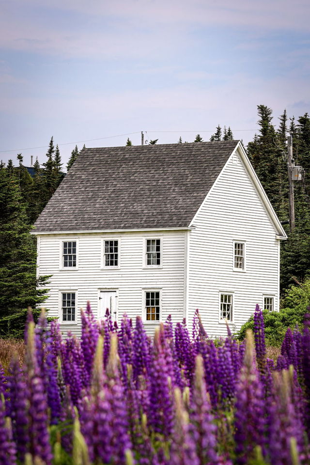 Where the Lupines Grow