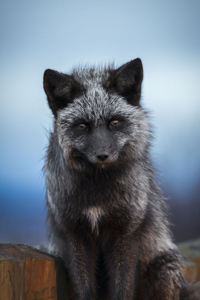Silver Fox