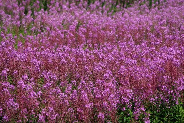 Simply Purple