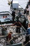 Skiff Loads of Trap Cod - Lawn, NL. - 1977