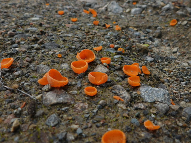 Orange peel fungi