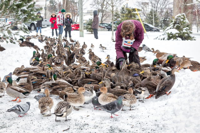 Bird Seed