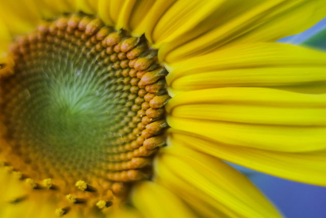 Sunflower Macro