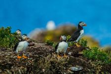 Puffins hanging out