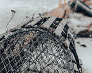 Lobster Pot II