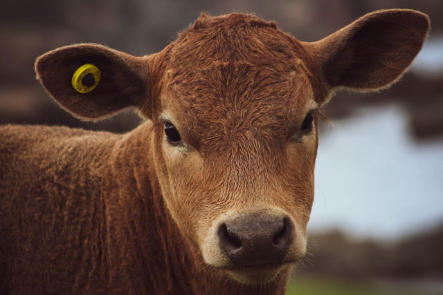 Calf 6
