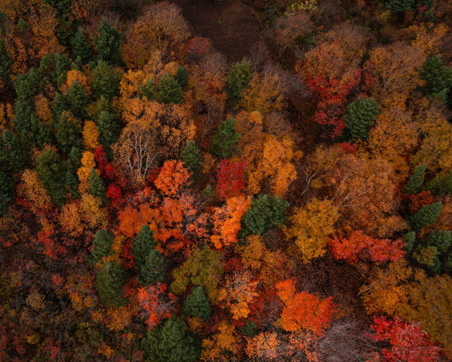 Autumn Tapestry