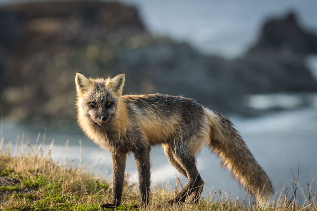 Cross Fox strikes a pose