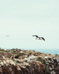 Atlantic Puffin
