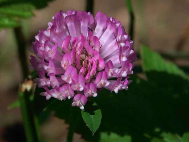 Purple clover 24