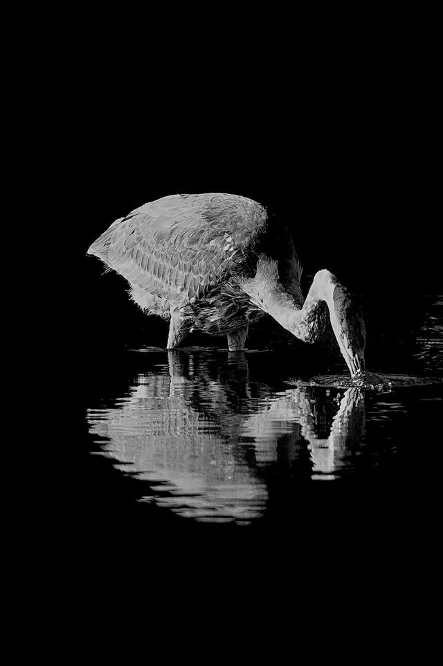 Blue Heron in Black and White