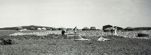 'Making Fish' - Grand Bank Beach-Women - 1940s.