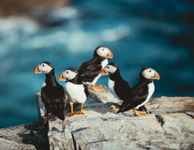 Puffin Gathering
