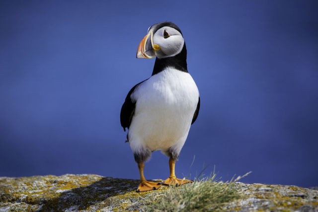 Atlantic Puffin In Blue