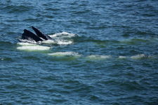 Humpback whale bubble screen fishing