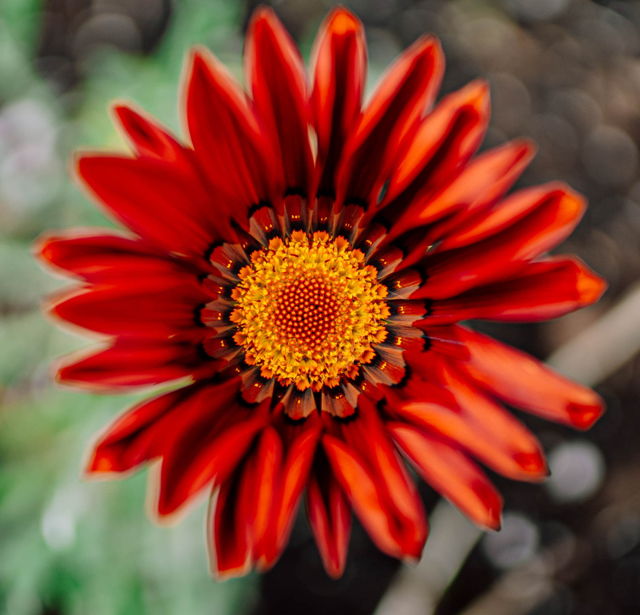 African Daisy