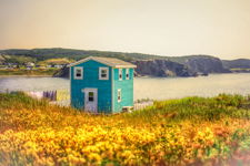 Yellow flowers and a blue house pic2
