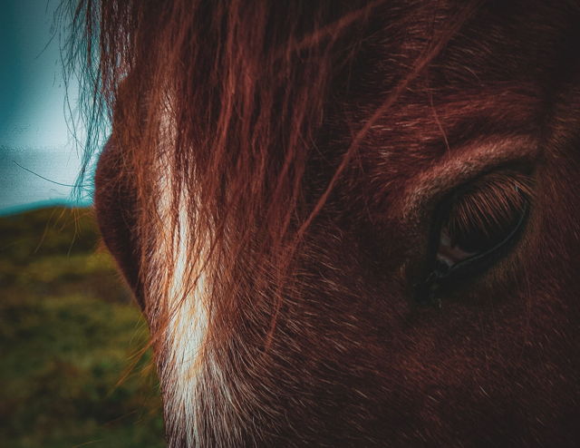 Bonavista Horse