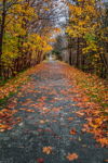 Leaf Strewn
