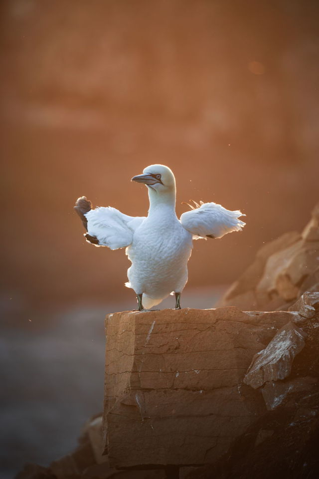 Gannet In Gold