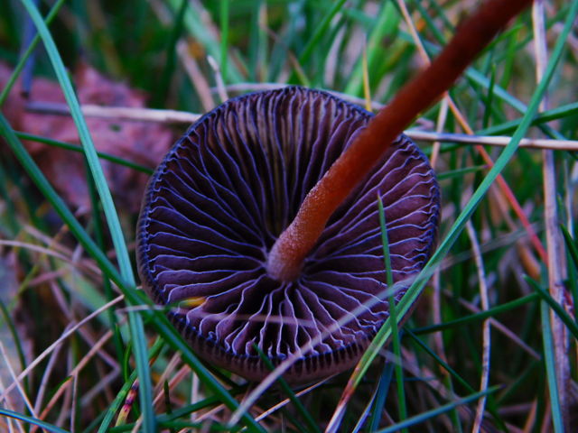 Purple mushroom gills