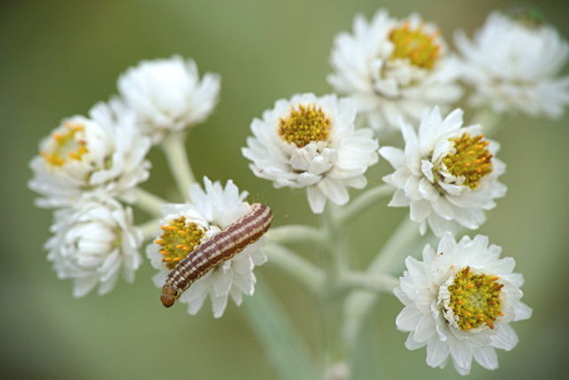 caterpillar on Pearly Everlasting