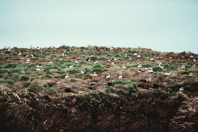 Nesting Puffins of Elliston