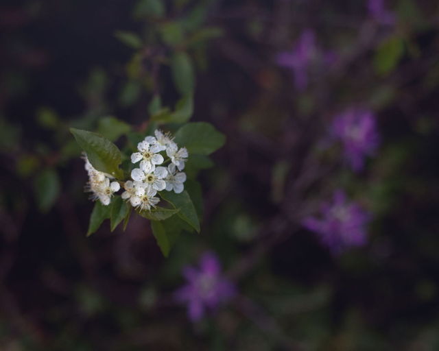Flowering Hawthorn