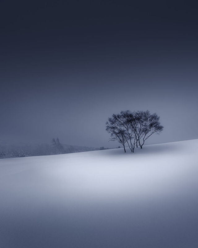 Lone Trees in the Snow